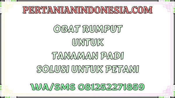 Obat Rumput Untuk Tanaman Padi Solusi Untuk Petani